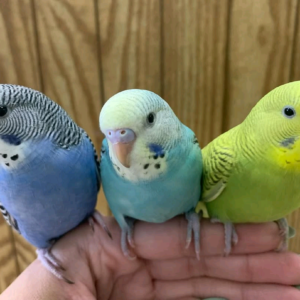Budgies