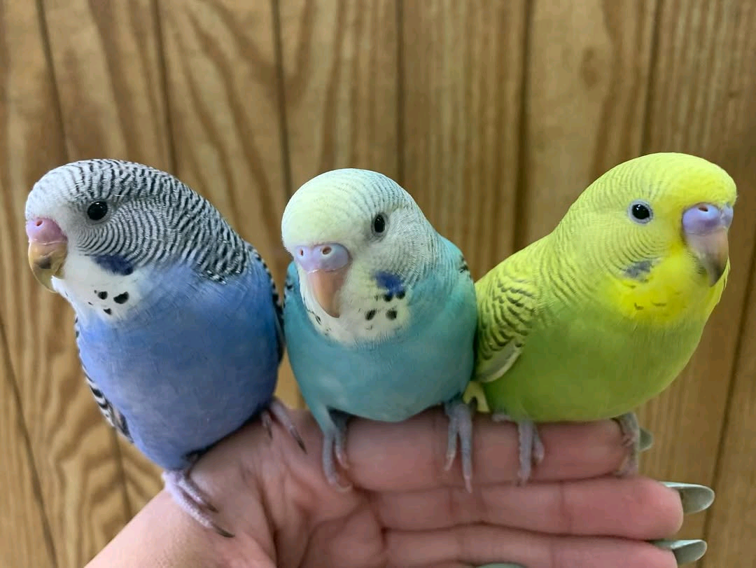 Budgies