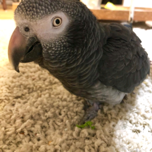 Timneh grey (3-month-old to 3 years old) /$900 to $2500