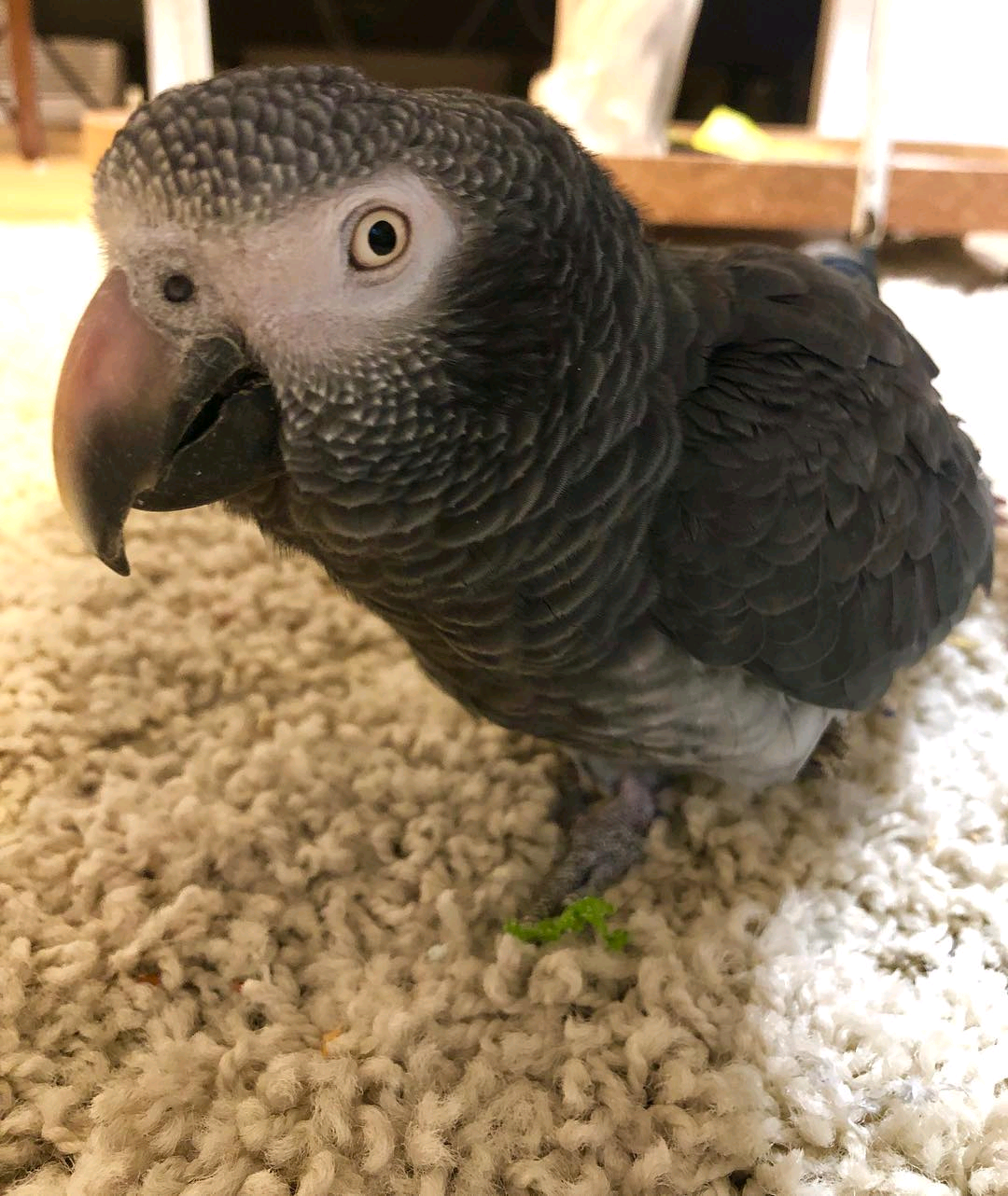 Timneh grey (3-month-old to 3 years old) /$900 to $2500