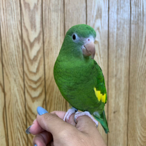 Canary Winged Parakeet