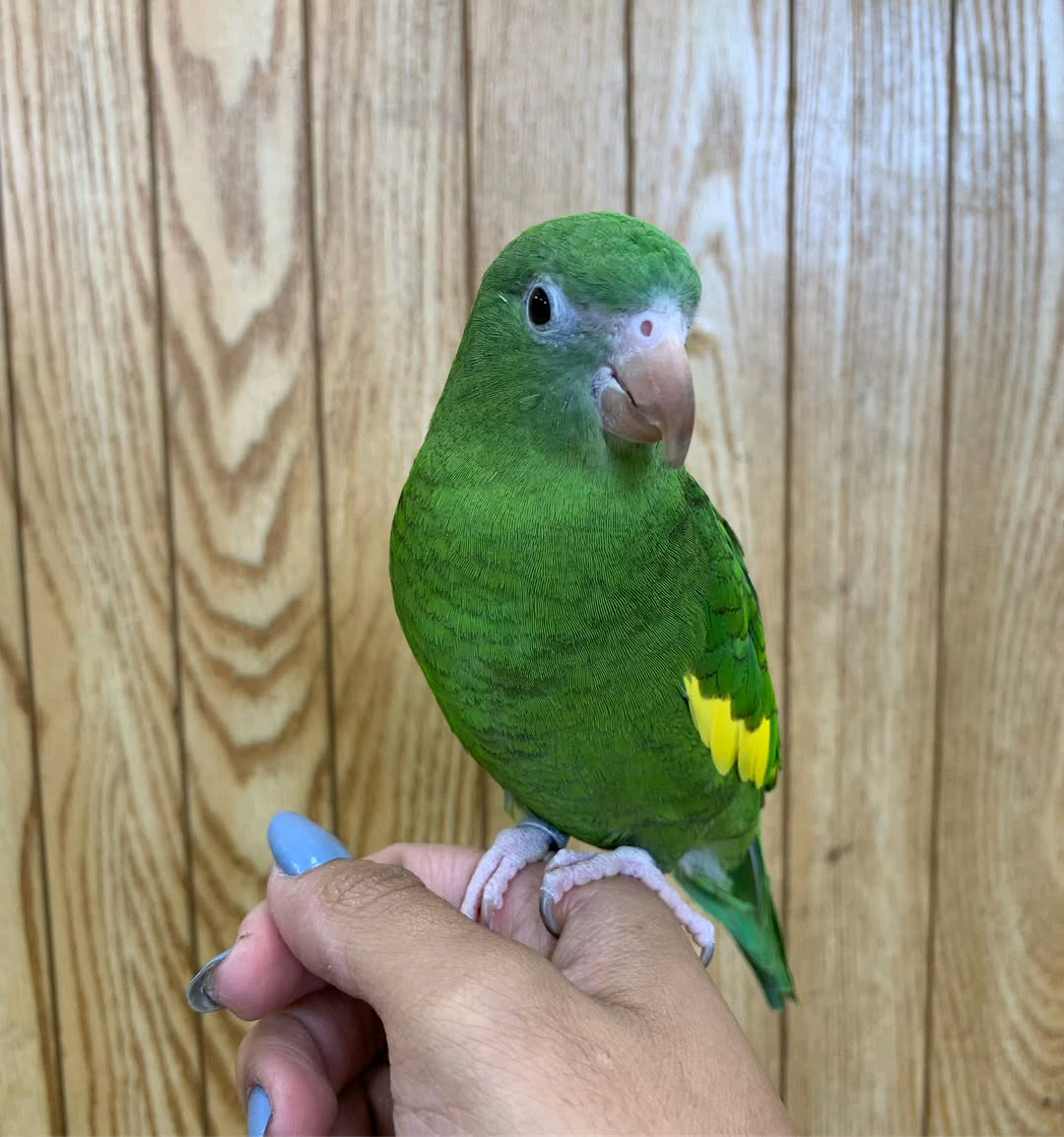 Canary Winged Parakeet