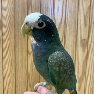 White Capped Pionus 5 months to 4 years old