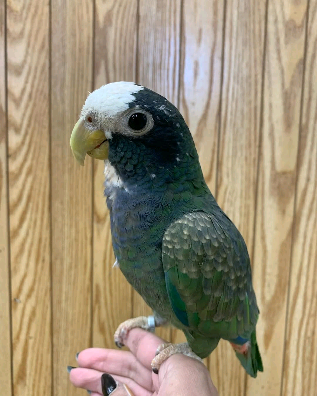 White Capped Pionus 5 months to 4 years old
