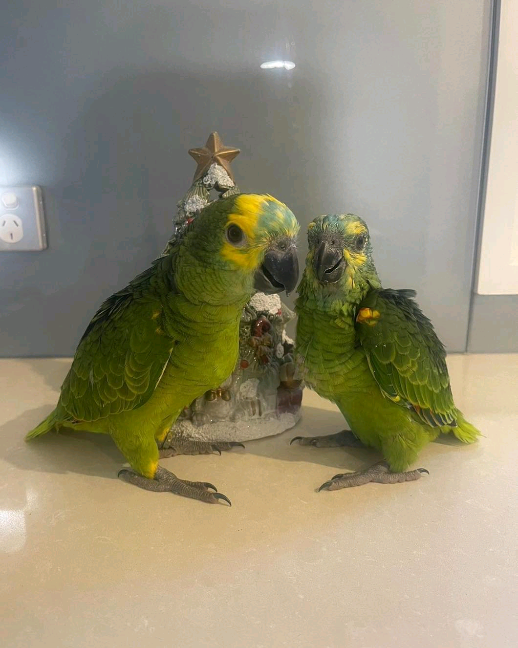 Turquoise_blue fronted Amazon parrot. 4 months to 2 years old $700 -$2000 - Image 2