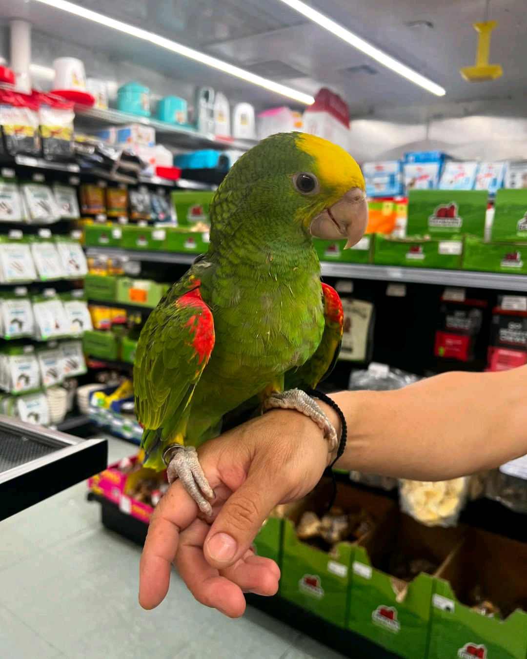 Yellow double-headed amazon