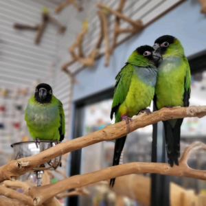 9 Months Old Nanday conure