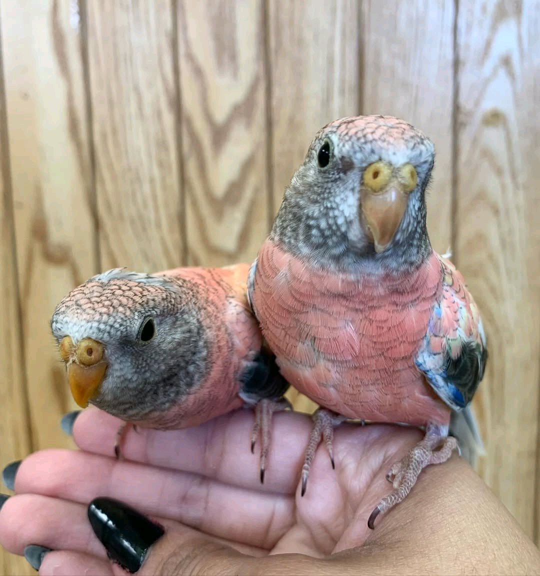 Bourke Parakeets