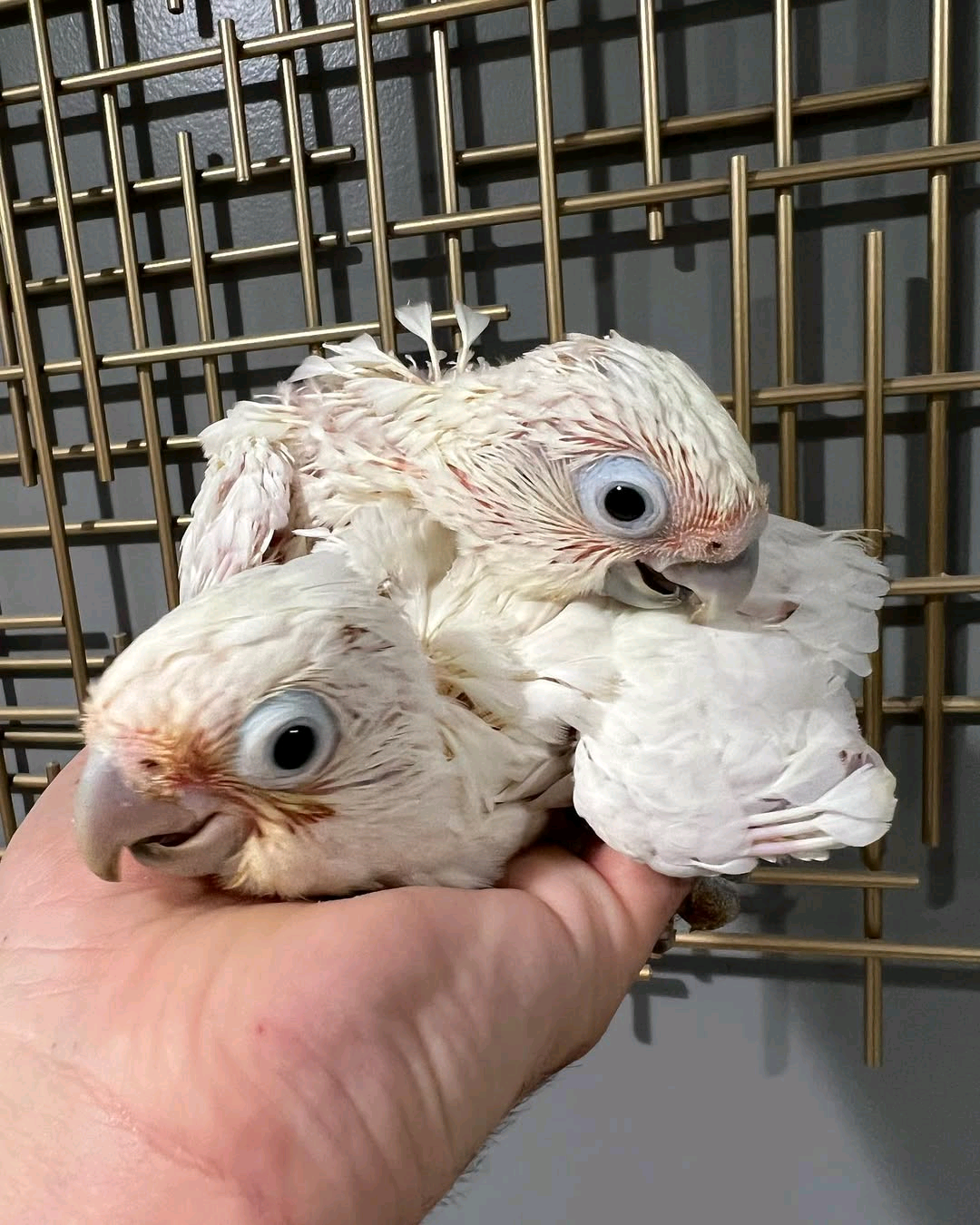 2 Months old Bare-Eyed Cockatoo