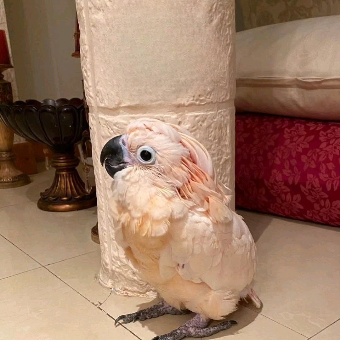 3 Months Old Moluccan Cockatoo - Image 2