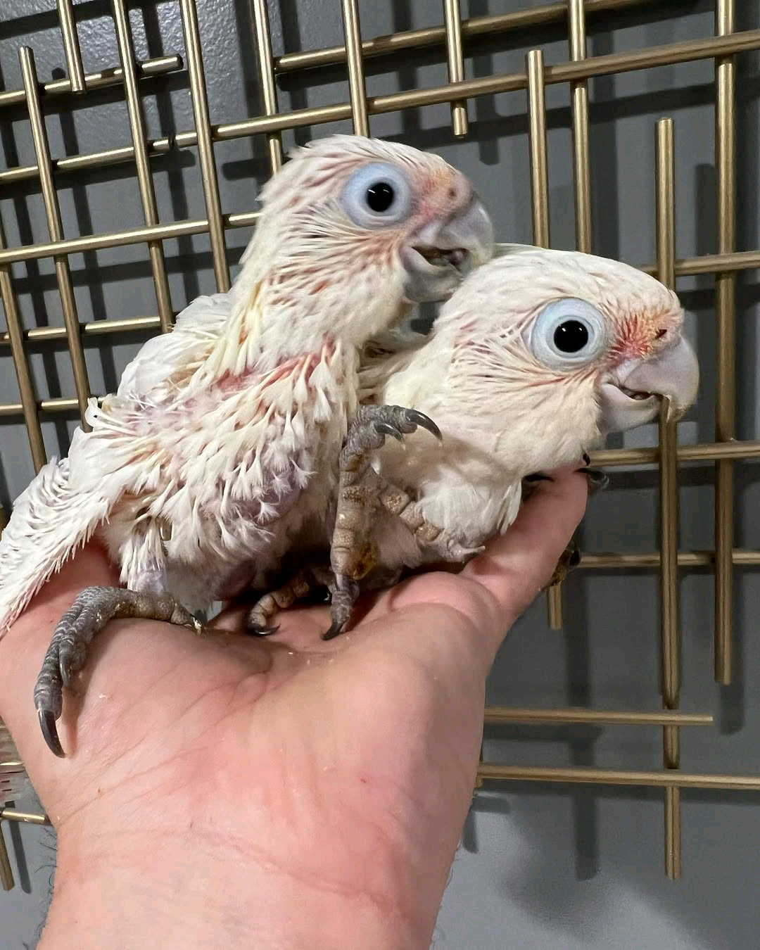 2 Months old Bare-Eyed Cockatoo - Image 3