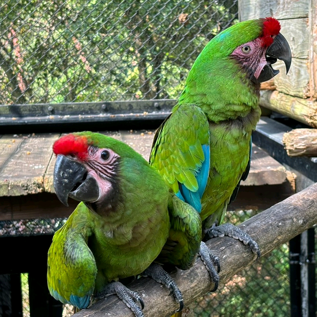 1 year old Military Macaw