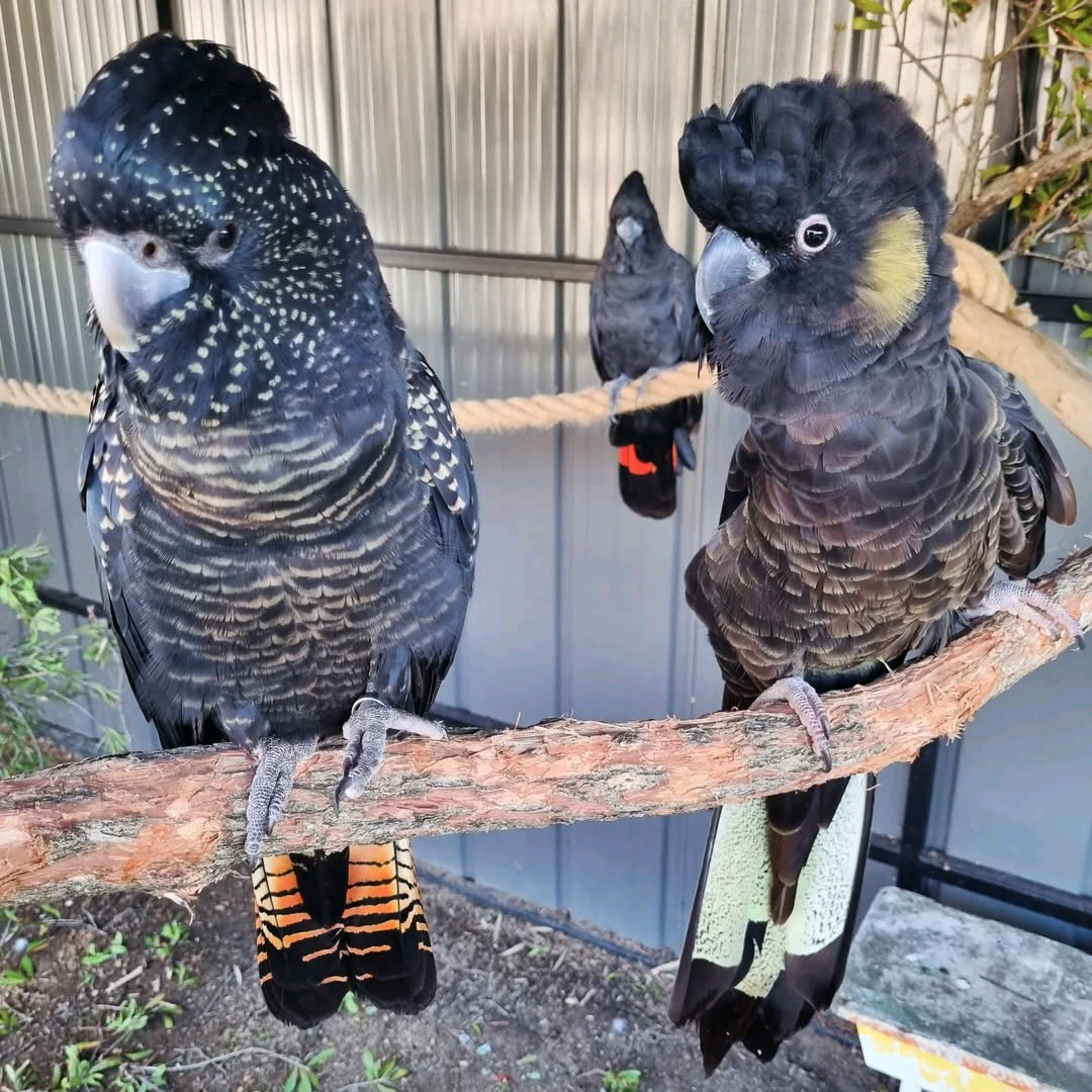 Red and White -Tail Black Cockatoo 6 months to 8 years old $2000 -$4000