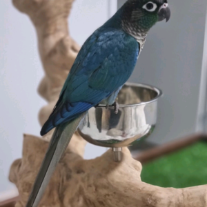 7 Months Old Blue Conure