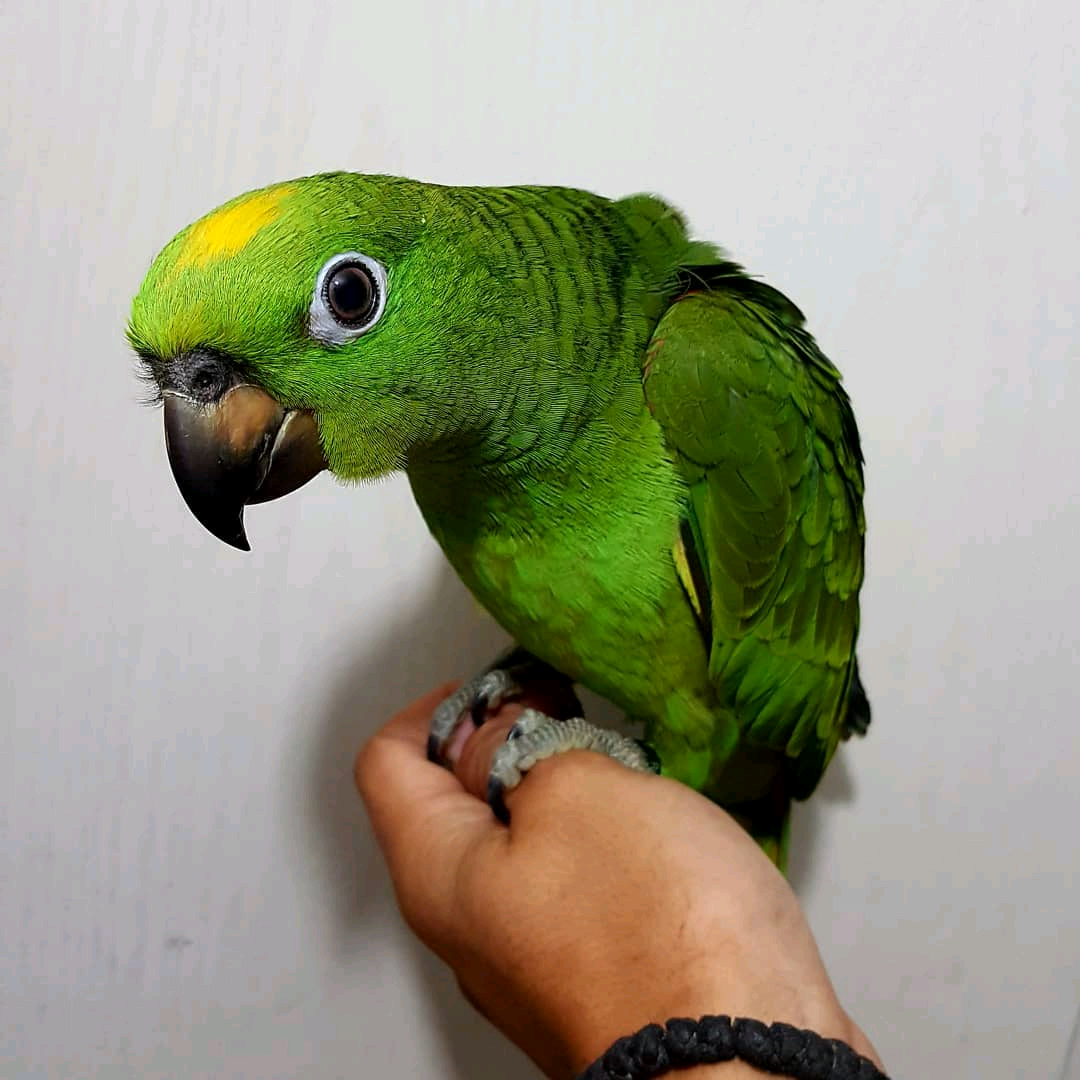 Yellow-crowned amazon $800 -$2300 - Image 2
