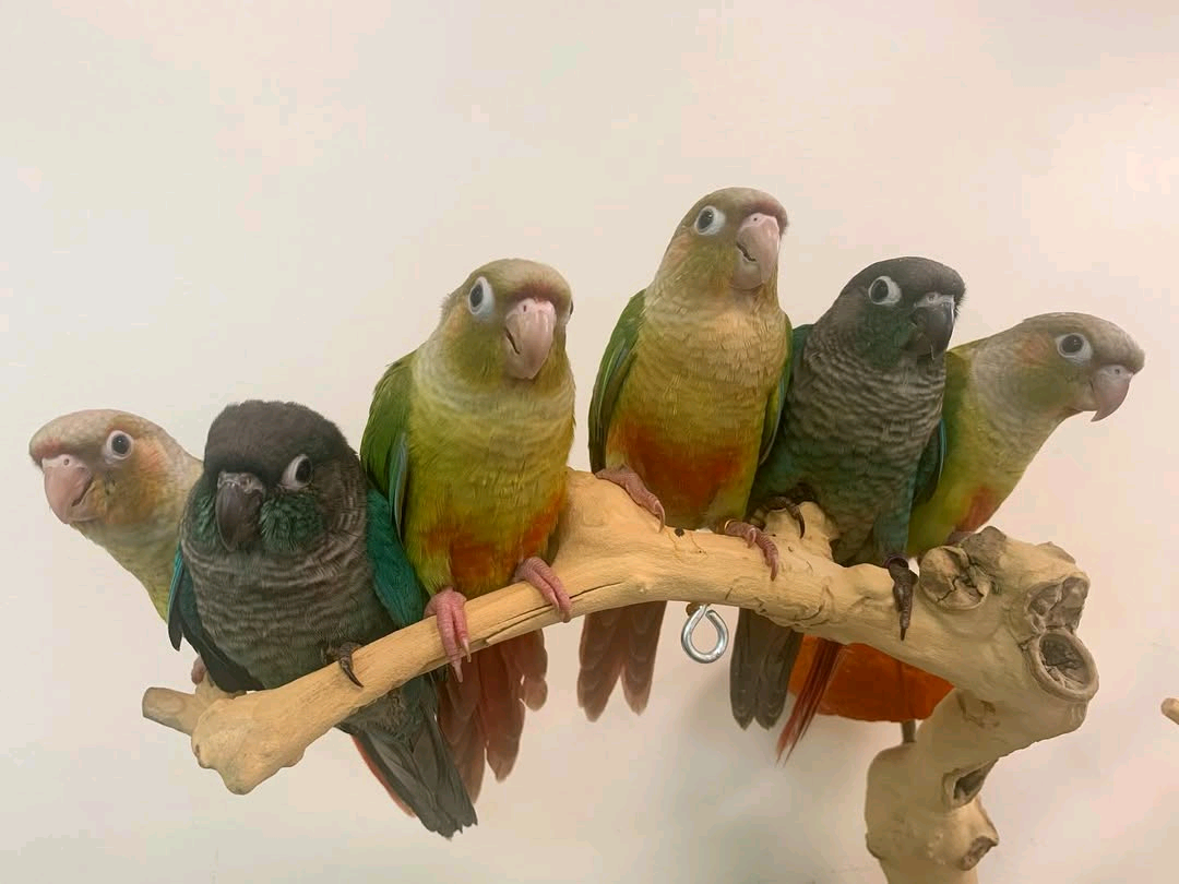 Yellow-Sided Green Cheek Conures