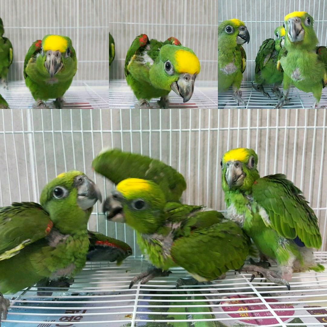 Yellow-crowned amazon $800 -$2300