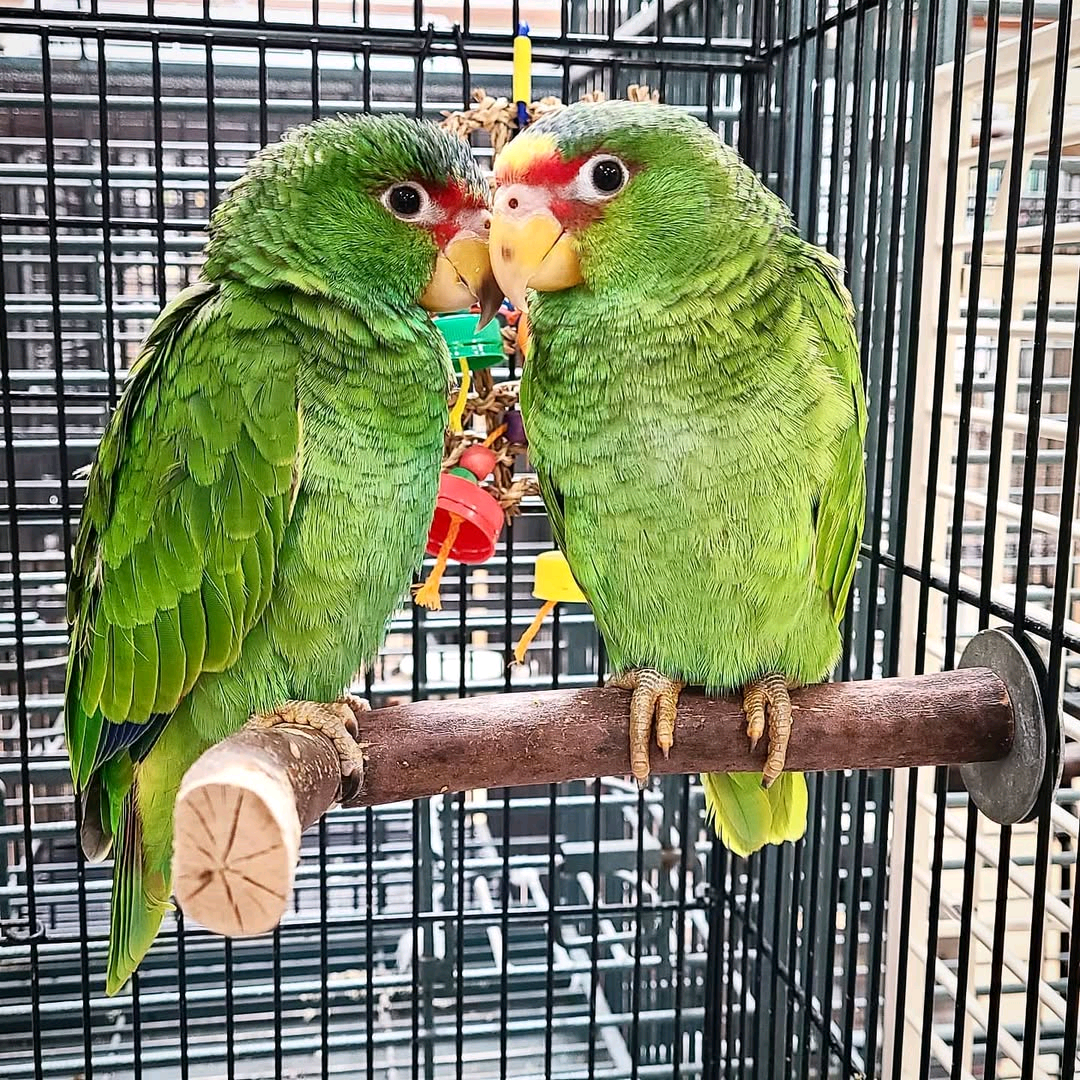 white fronted amazon 4 months to 4 years old $500 -$800