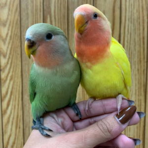Love birds