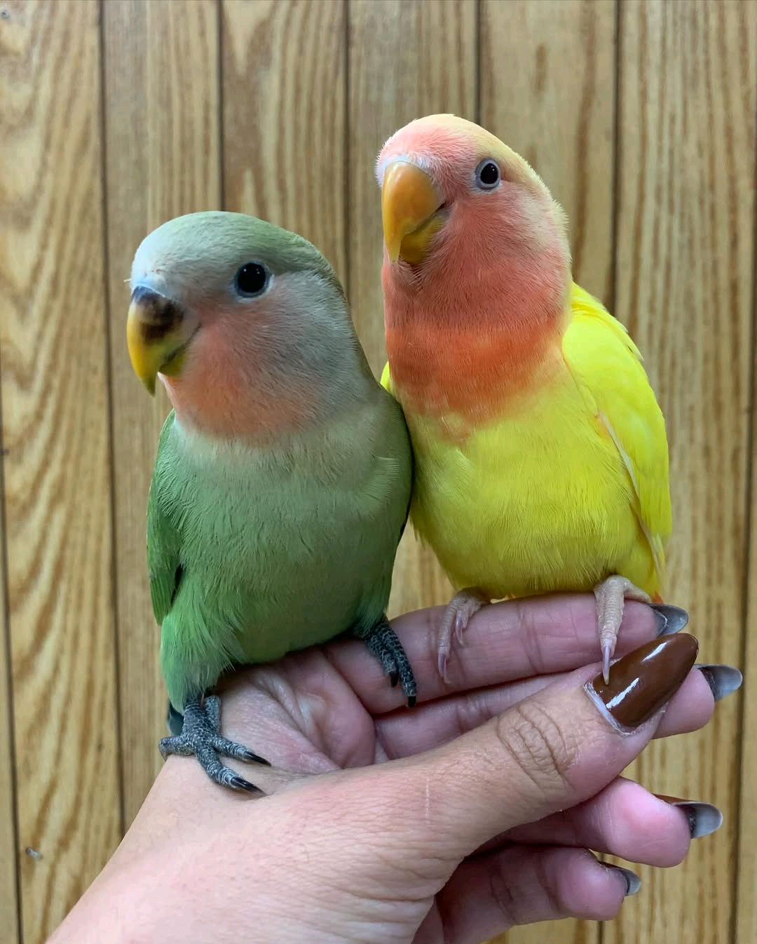 Love birds