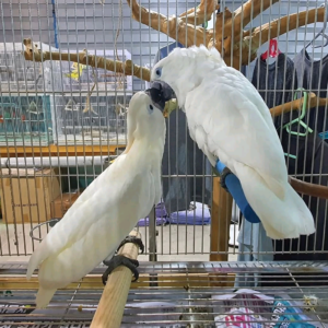 Umbrella cockatoo 5 months to 4 years old $800 -$1300