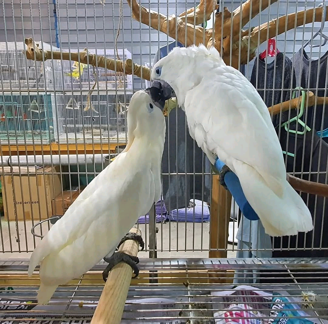 Umbrella cockatoo 5 months to 4 years old $800 -$1300