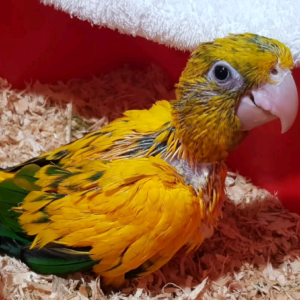 Golden conure