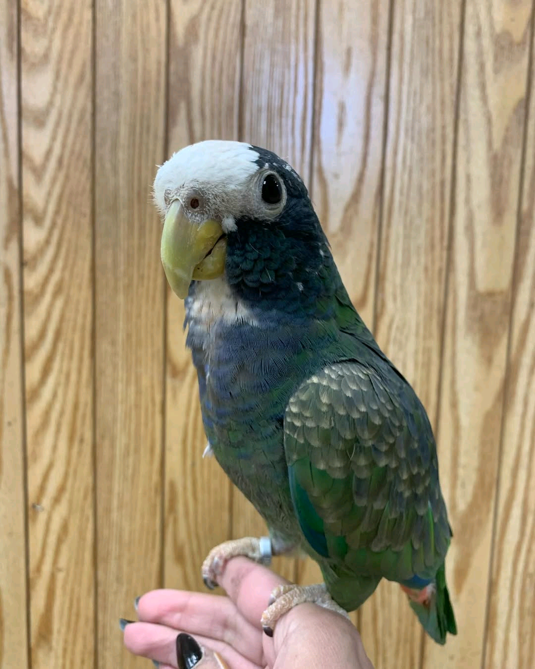 White Capped Pionus 5 months to 4 years old - Image 2