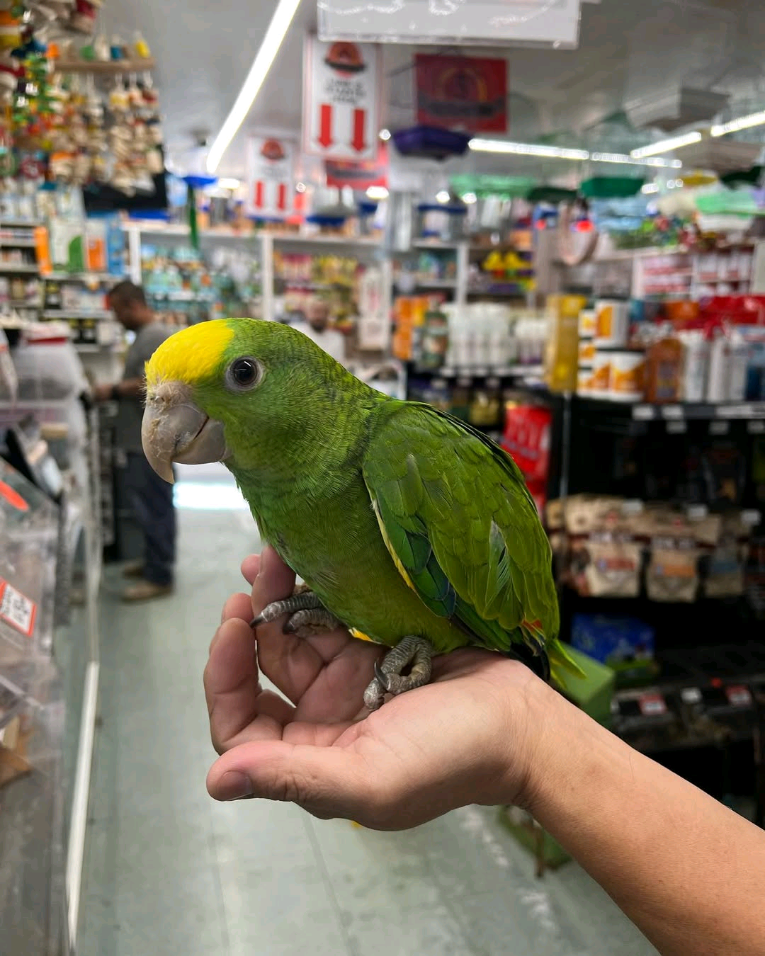 Yellow double-headed amazon - Image 2