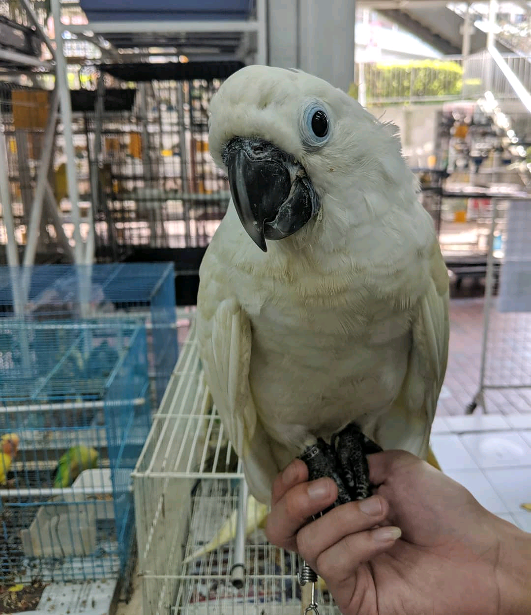 7 months old Sulfur-crested Cockatoo - Image 2