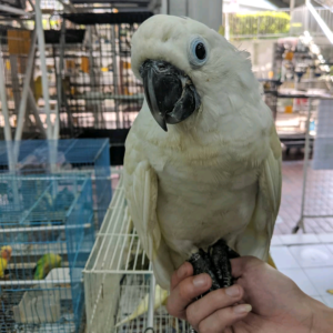 7 months old Sulfur-crested Cockatoo