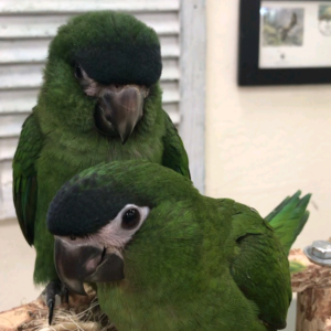 Hahn's macaw