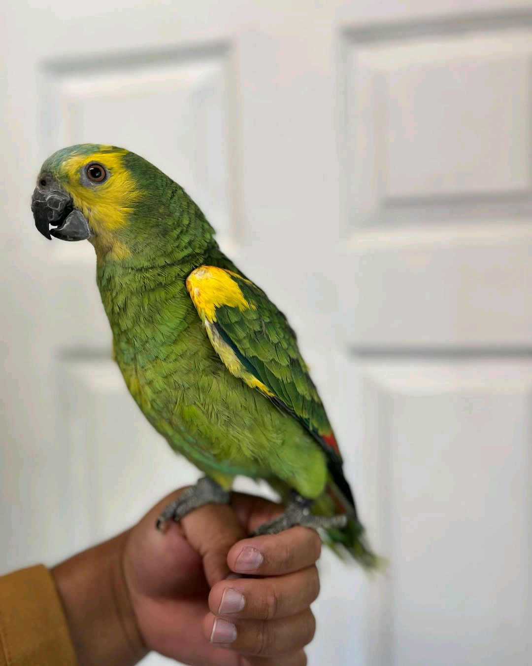 Turquoise_blue fronted Amazon parrot. 4 months to 2 years old $700 -$2000