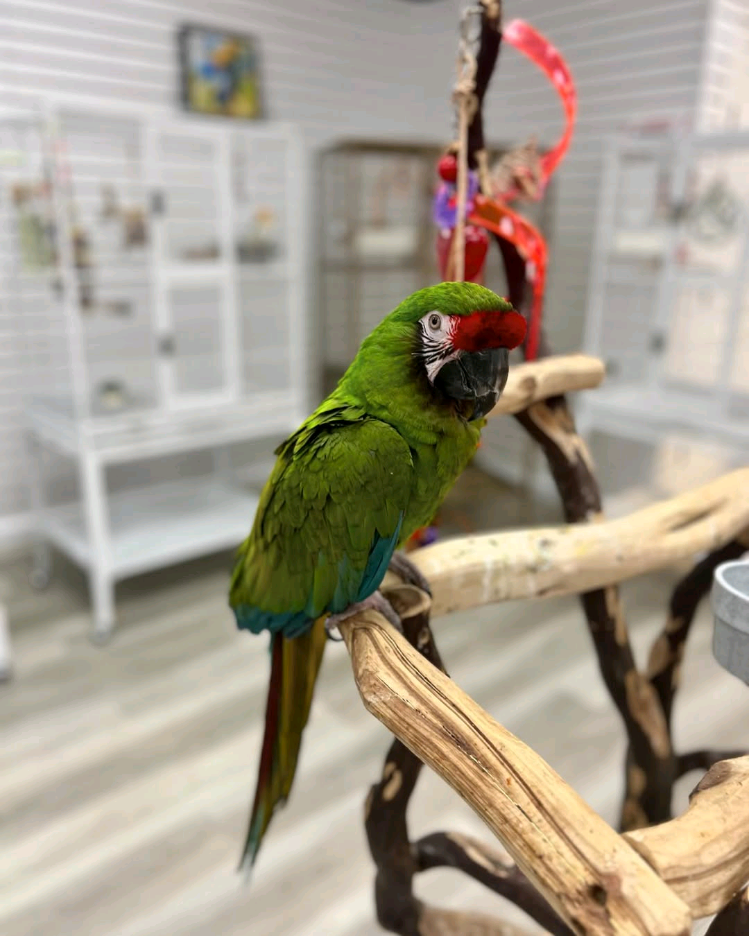 1 year old Military Macaw - Image 2