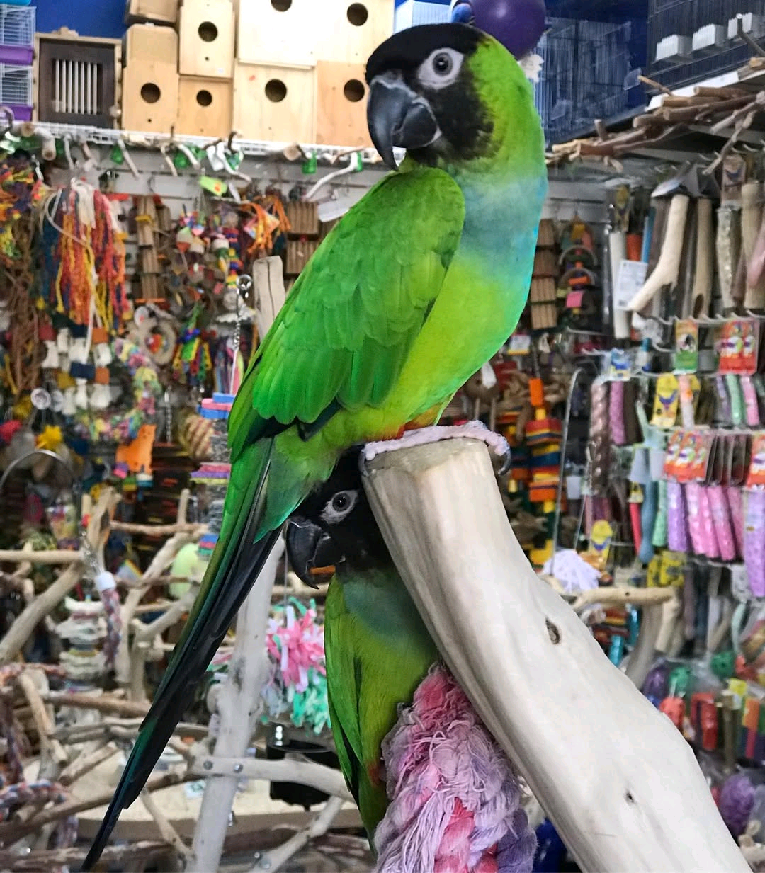 9 Months Old Nanday conure - Image 2