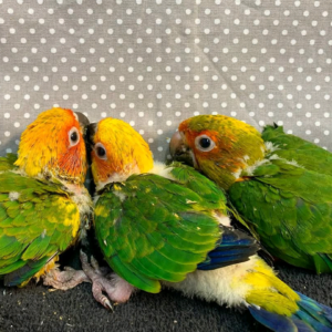 4 Months Old Sun conures parrot