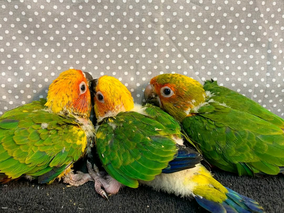 4 Months Old Sun conures parrot