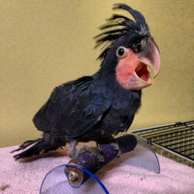 Palm back Cockatoo: (4 months to years old) $1000 to $2900 - Image 2