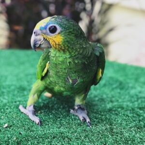 5 Months old Orange-winged amazon parrot