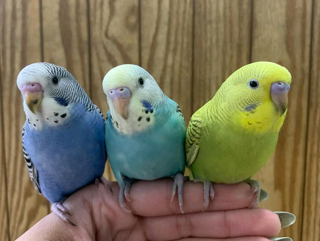 Budgies - Image 2