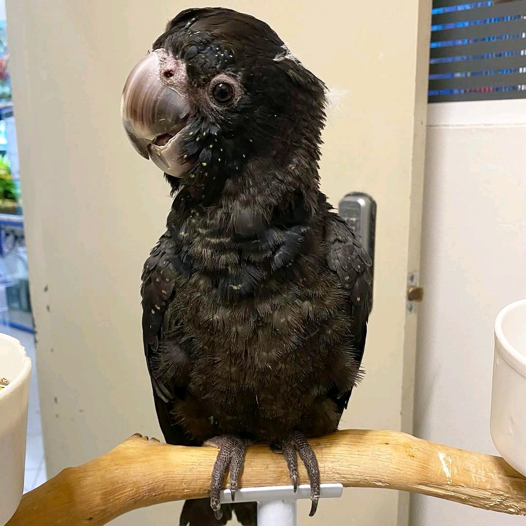Red and White -Tail Black Cockatoo 6 months to 8 years old $2000 -$4000 - Image 2