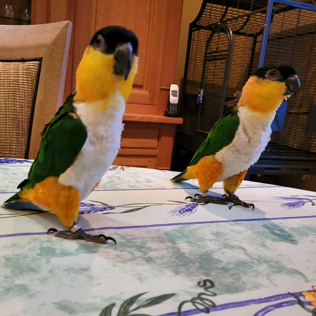 9 Months Old Black-Headed Caique - Image 2
