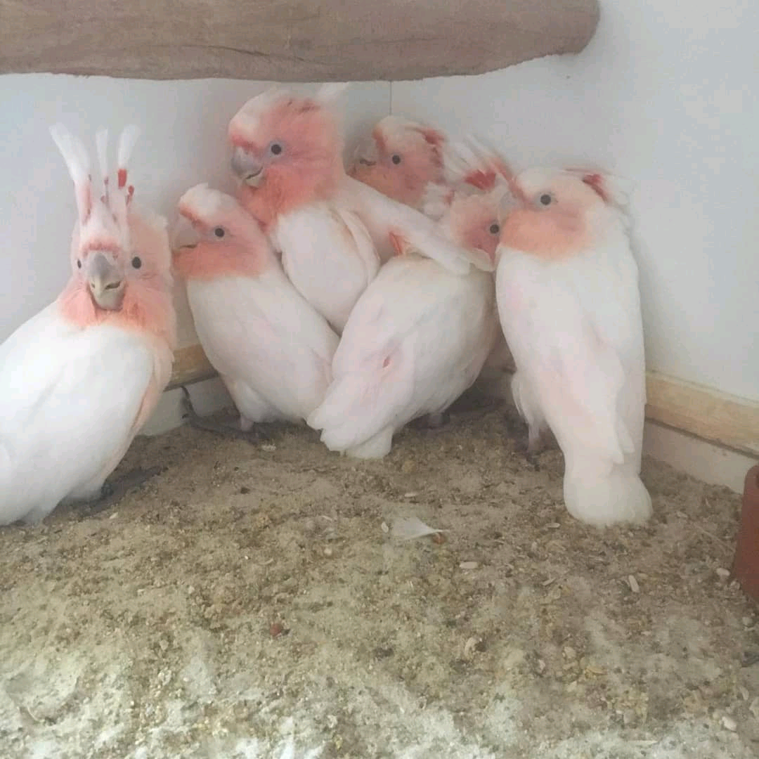 Major Michelle Cockatoo - Image 2