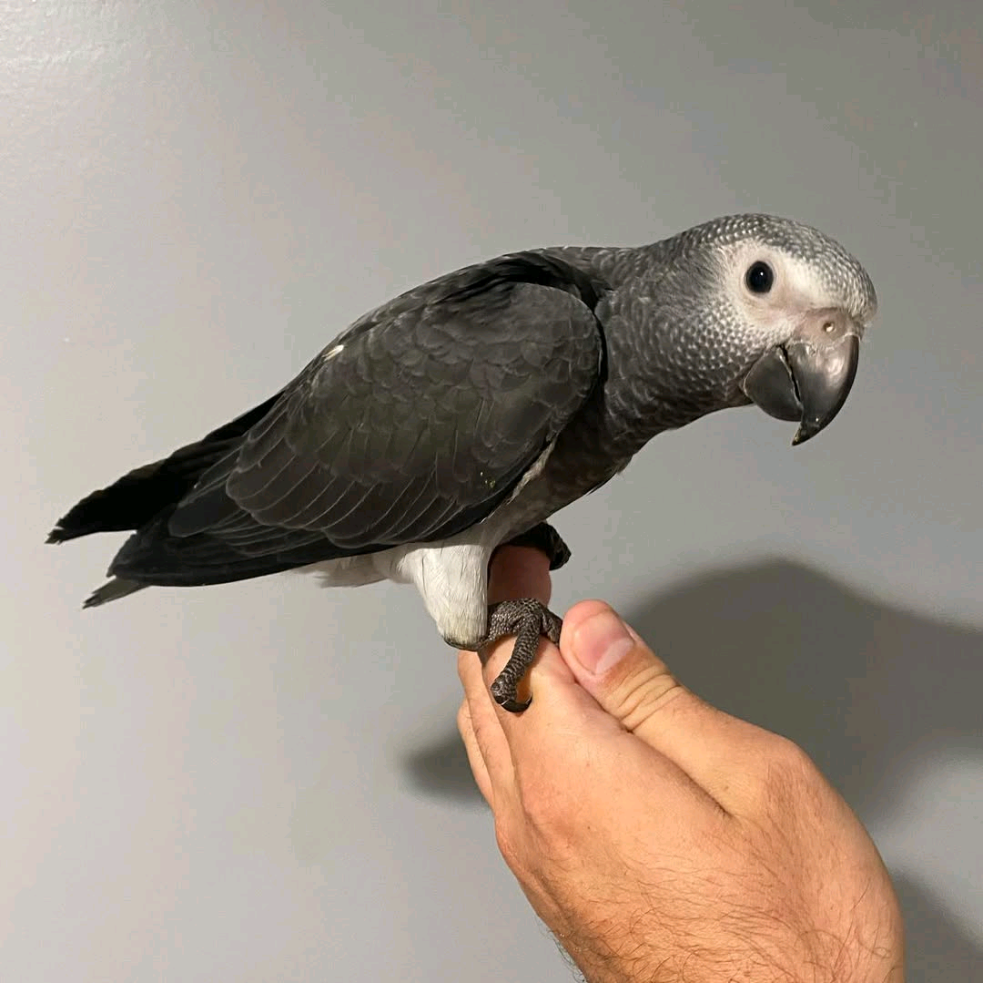 Timneh grey (3-month-old to 3 years old) /$900 to $2500 - Image 2