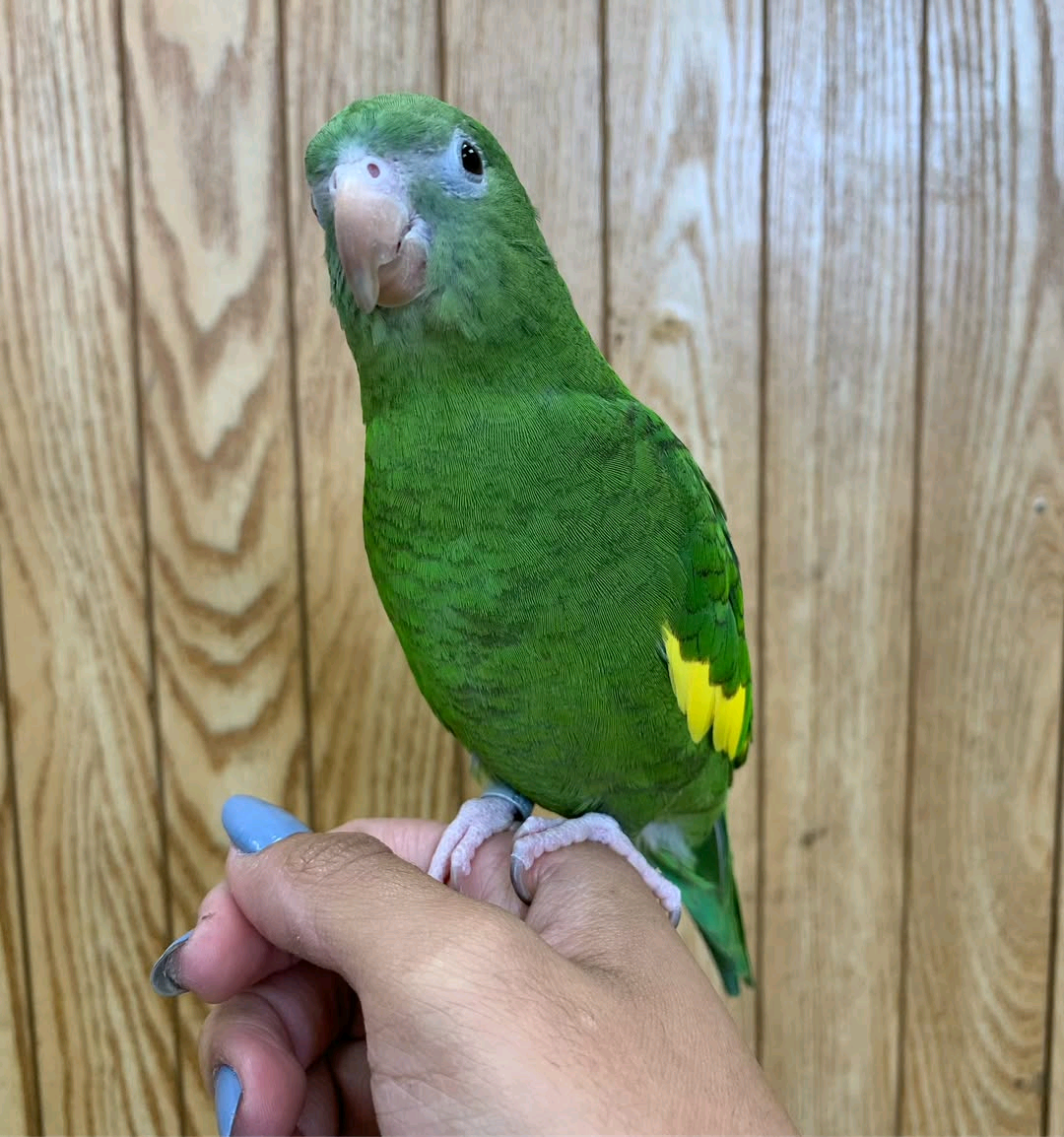 Canary Winged Parakeet - Image 2