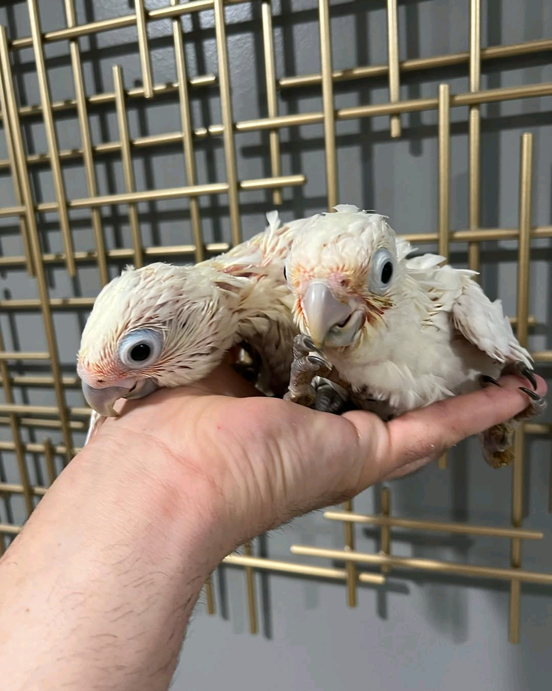2 Months old Bare-Eyed Cockatoo - Image 2