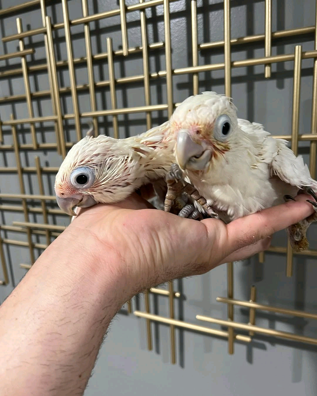 2 Months old Bare-Eyed Cockatoo - Image 4