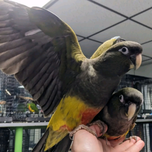 Patagonian Conure 3 months to 4 years old