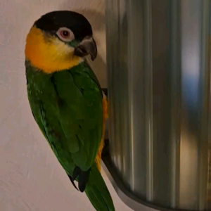 9 Months Old Black-Headed Caique