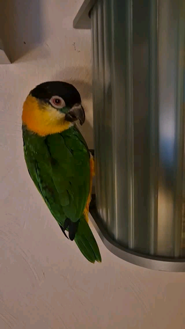9 Months Old Black-Headed Caique
